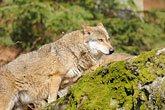 Tierfreigehege Nationalpark Bayerischer wald